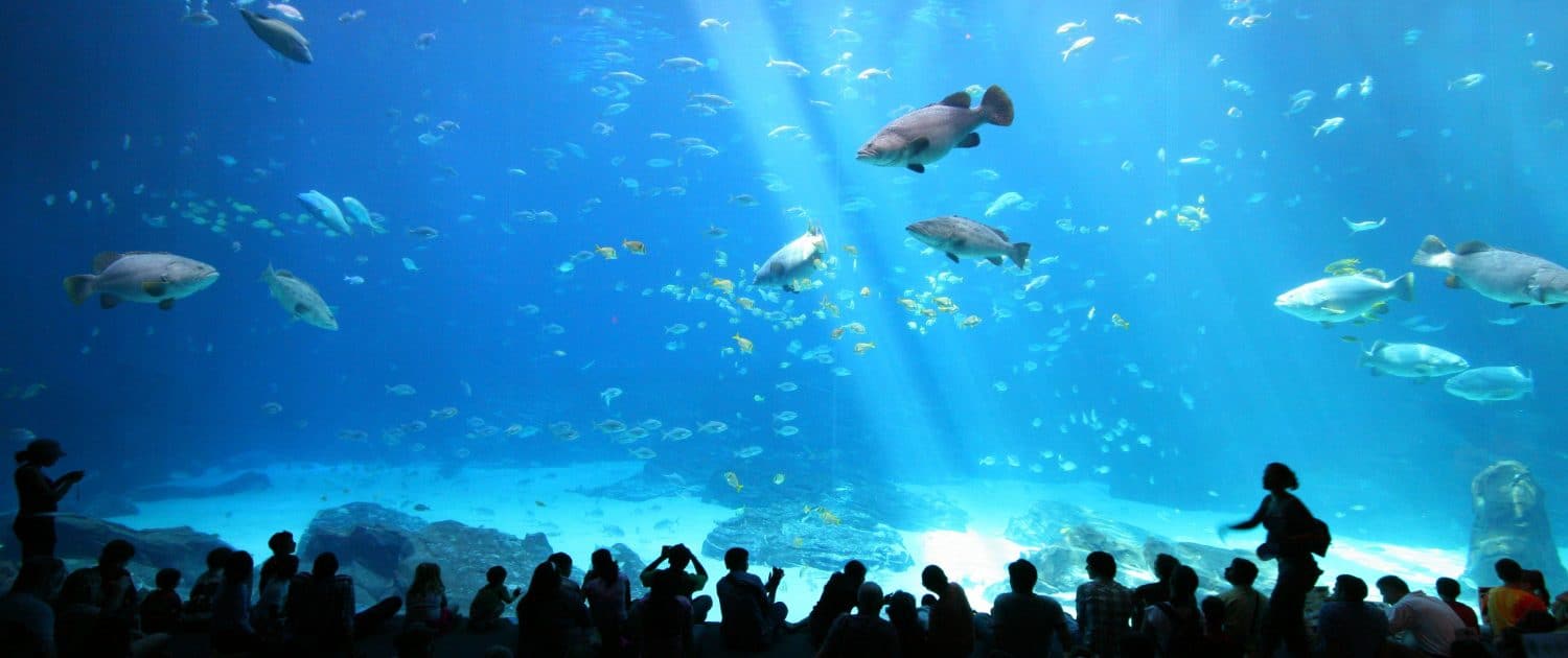 georgia-aquarium-atlanta